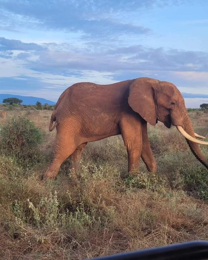 Jossec Tour and Safaris