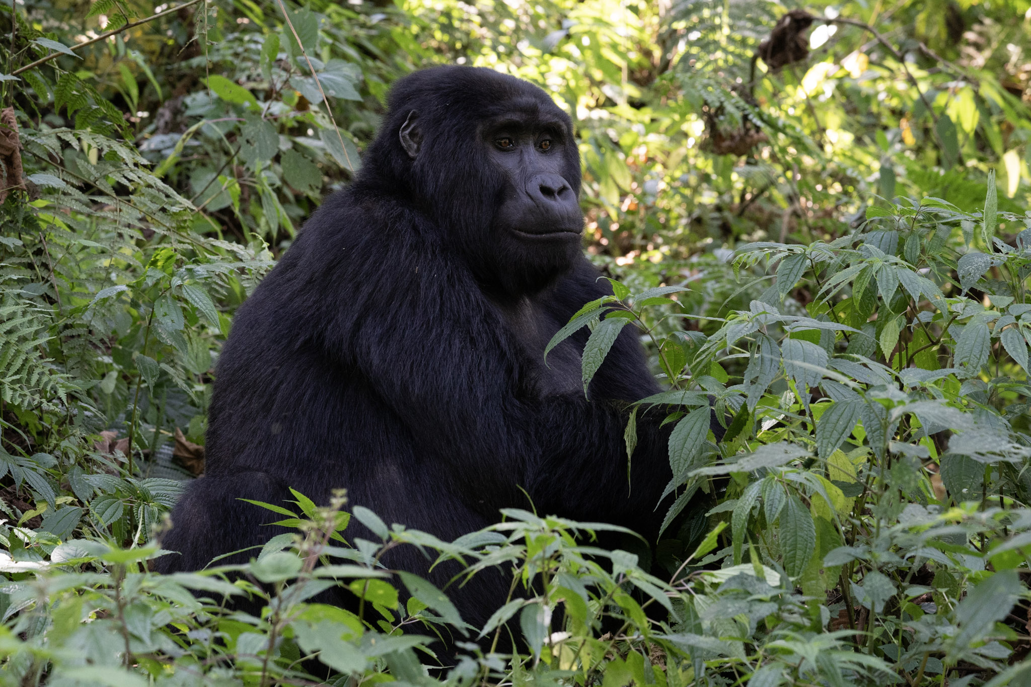 African Finfoot Safaris