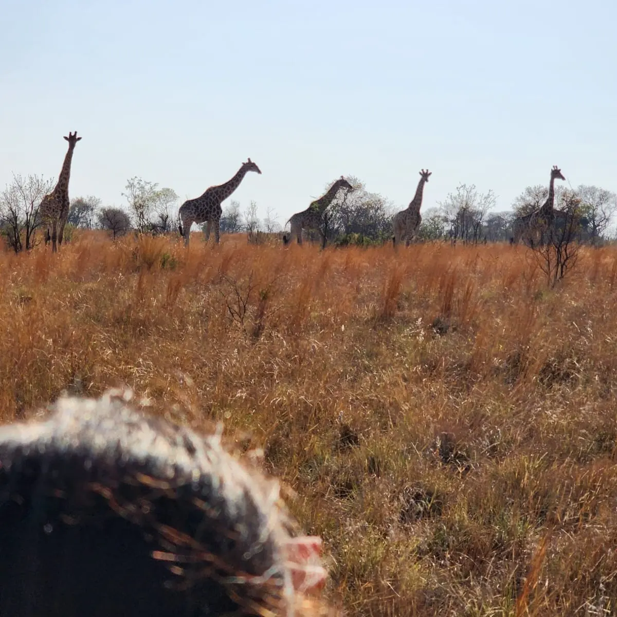 Kichaka Tours and Safaris