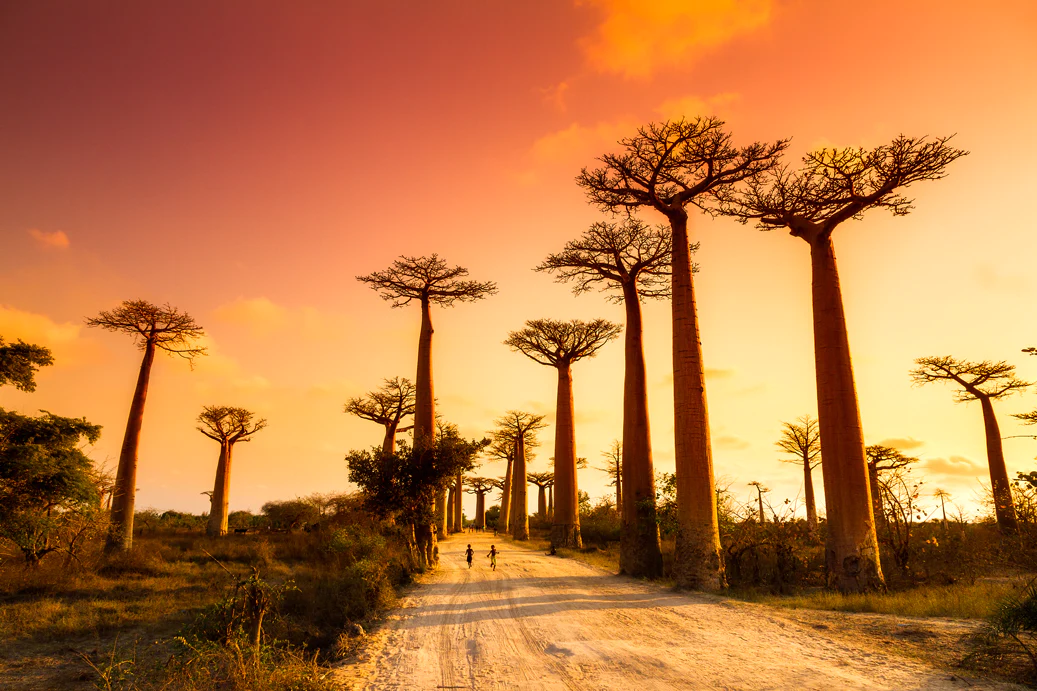 261 EXP MADAGASCAR