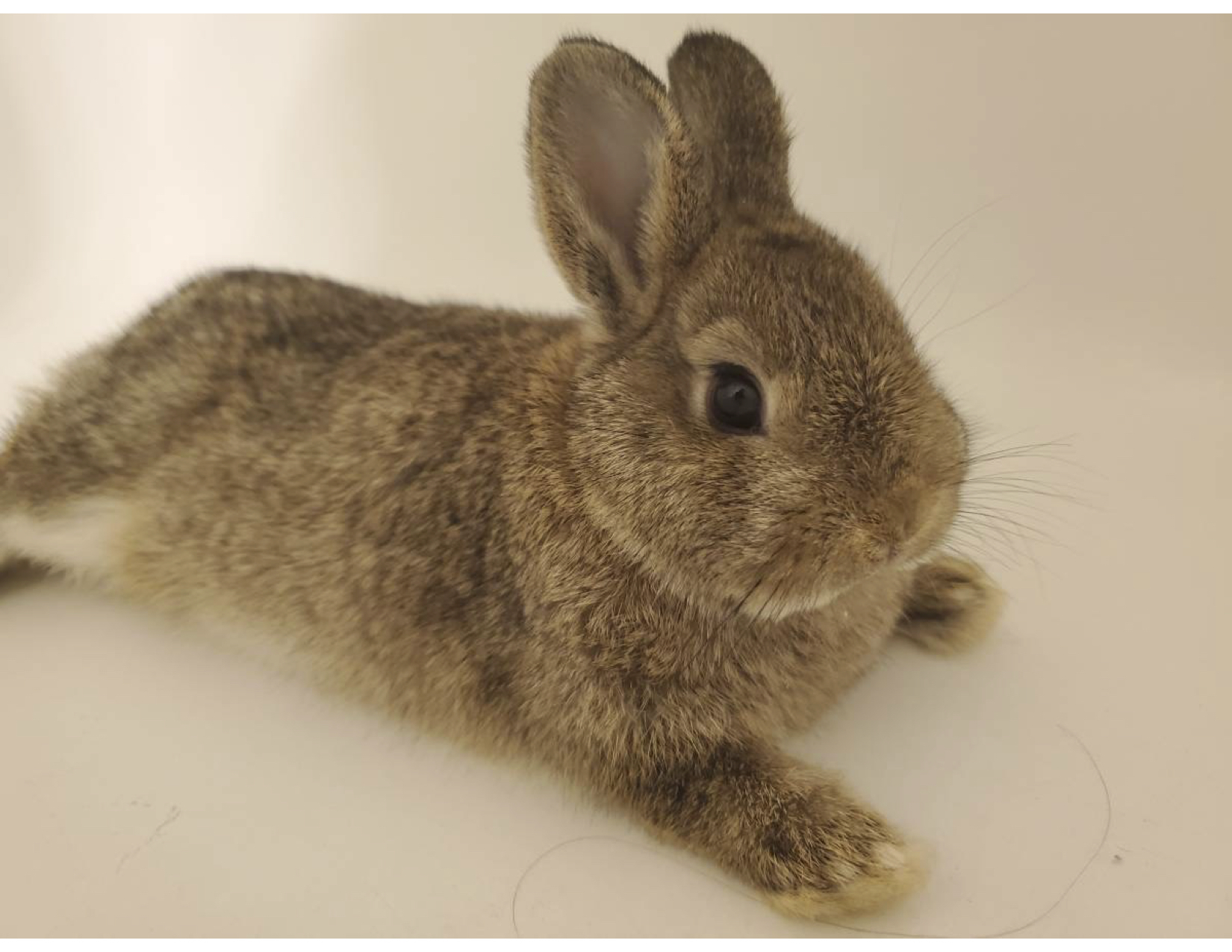 Cuddle Bunny