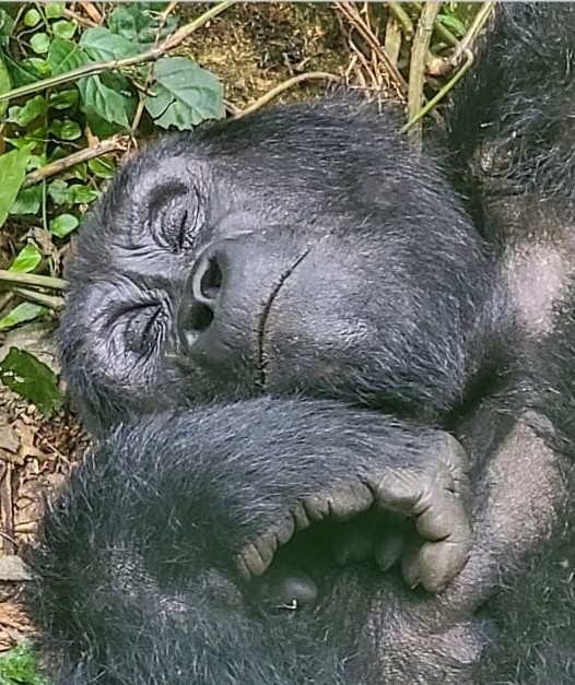 Gorilla Consultants Limited
