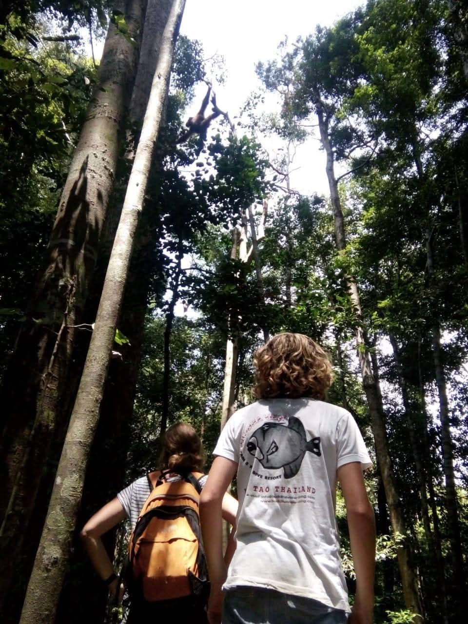 K77 Backpackers - Jungle Tours