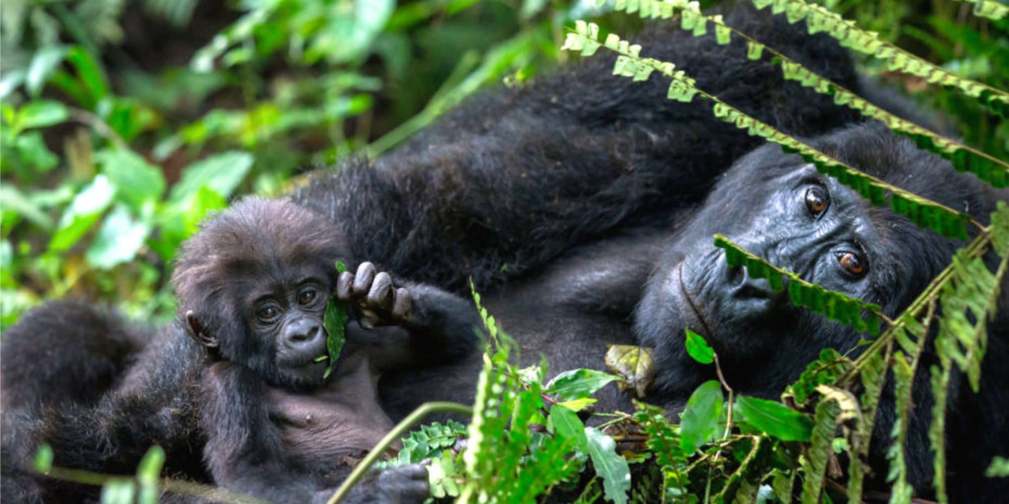 Wild Uganda