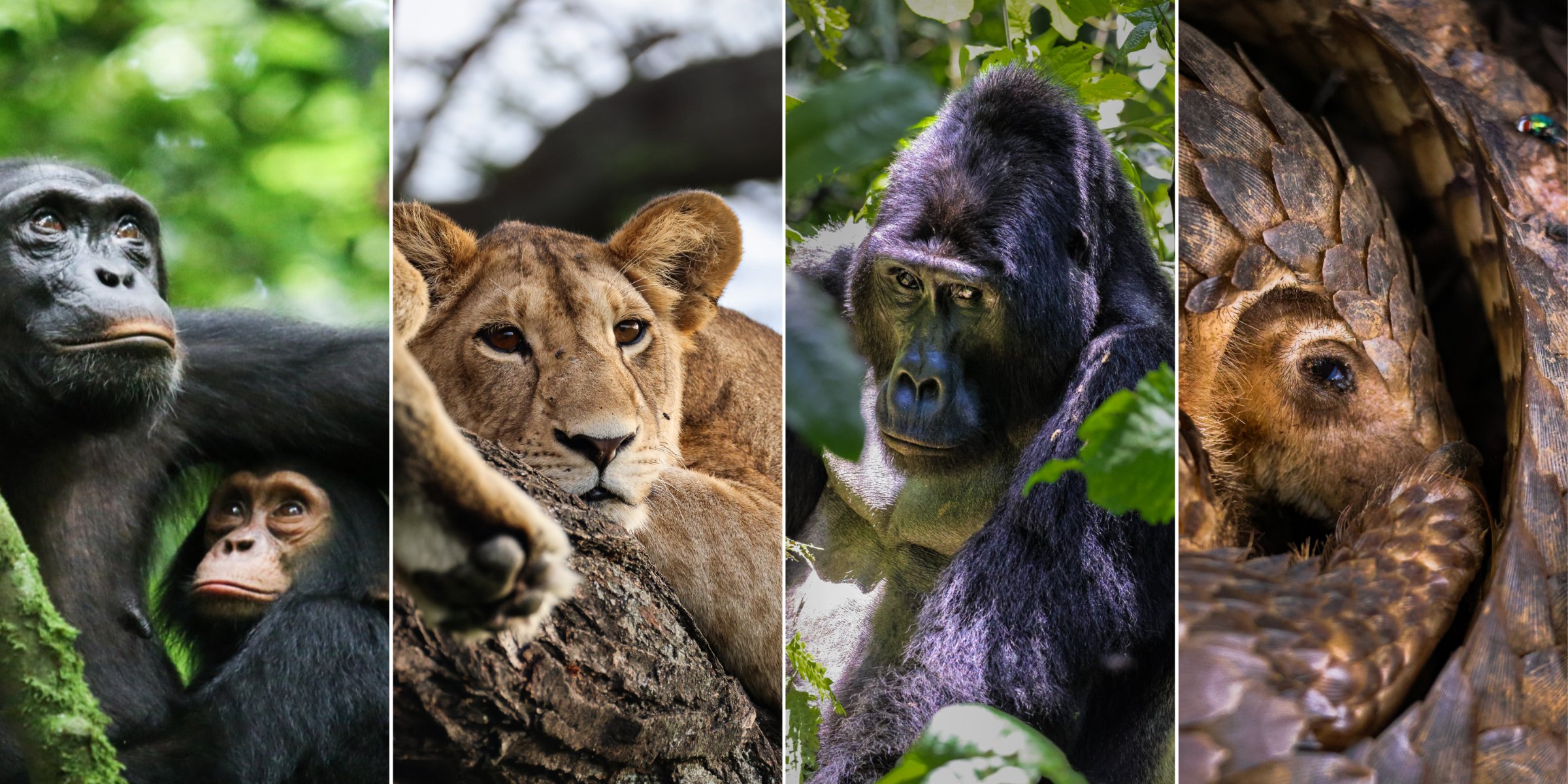 Wild Uganda