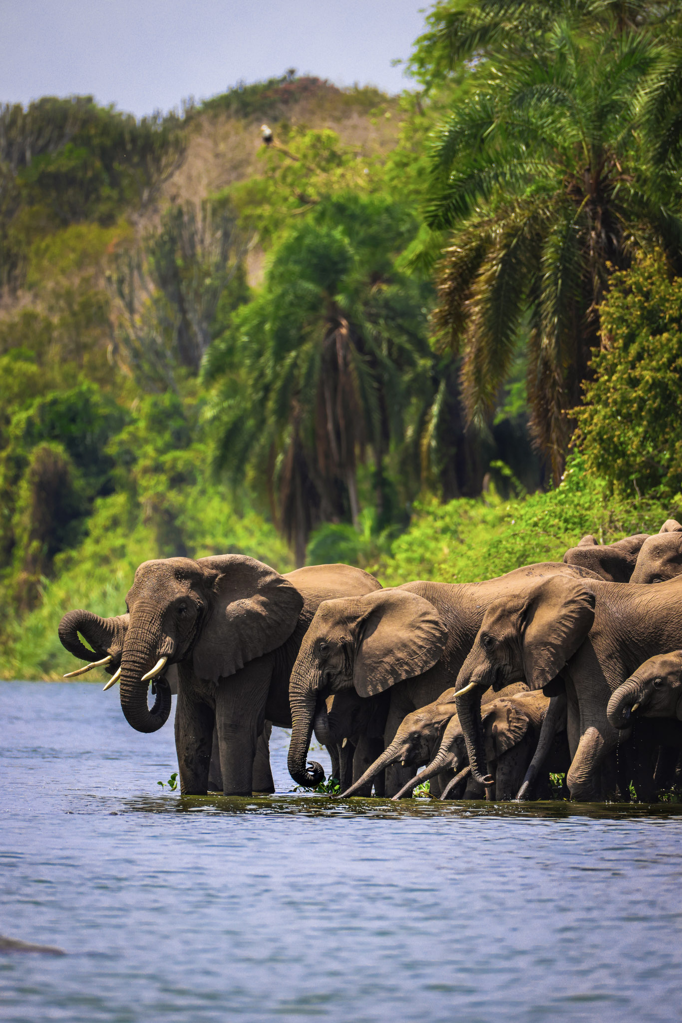 Wild Uganda
