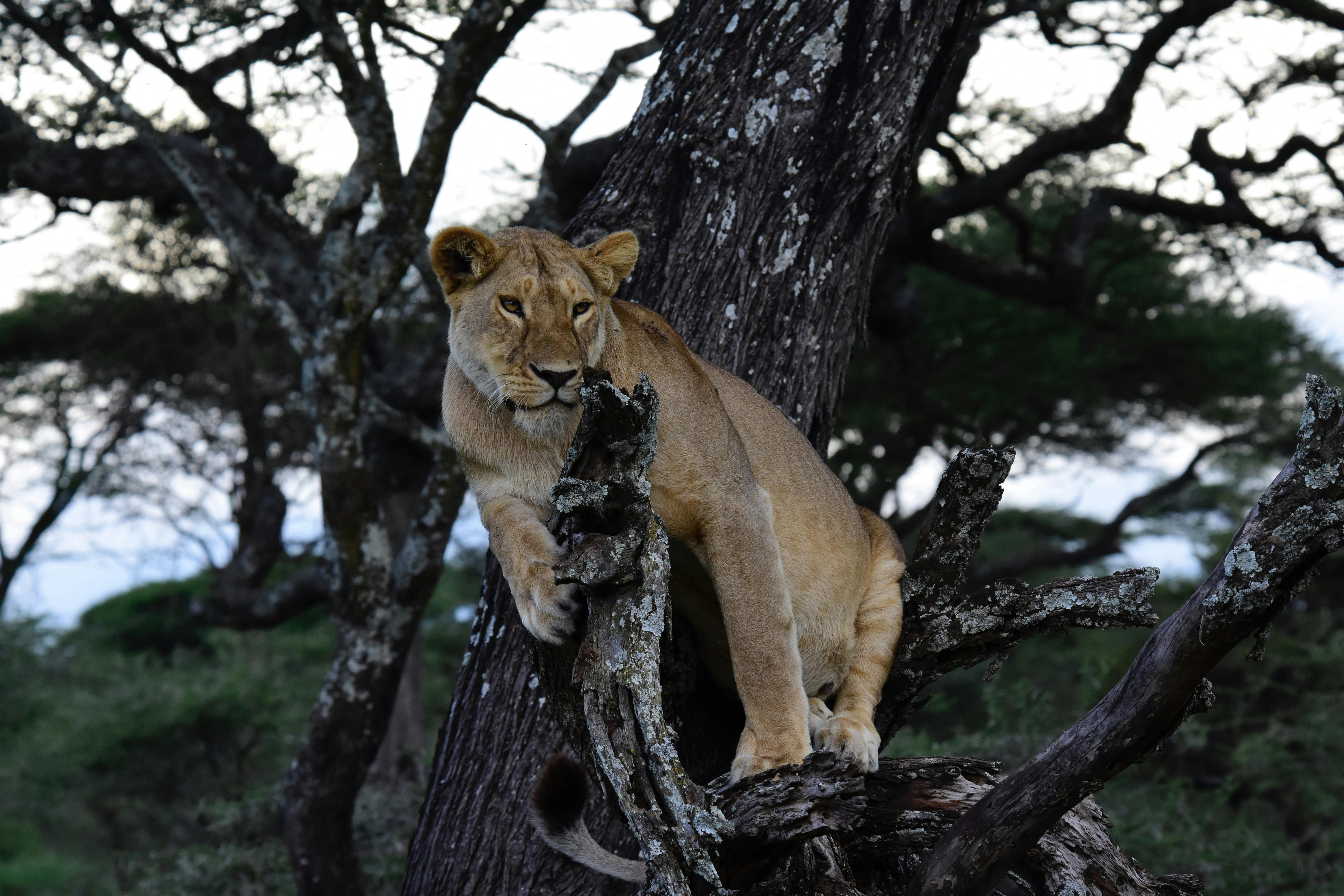 Culture Africa Tours