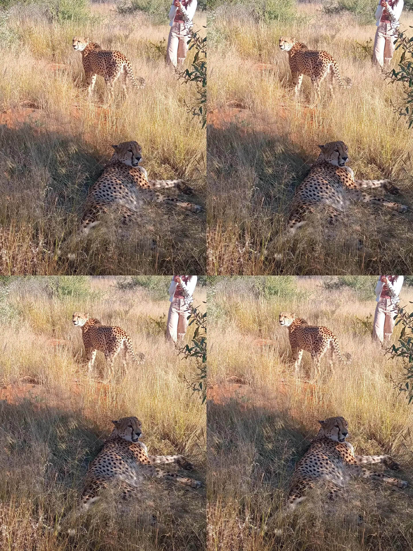 Cheetah experience
