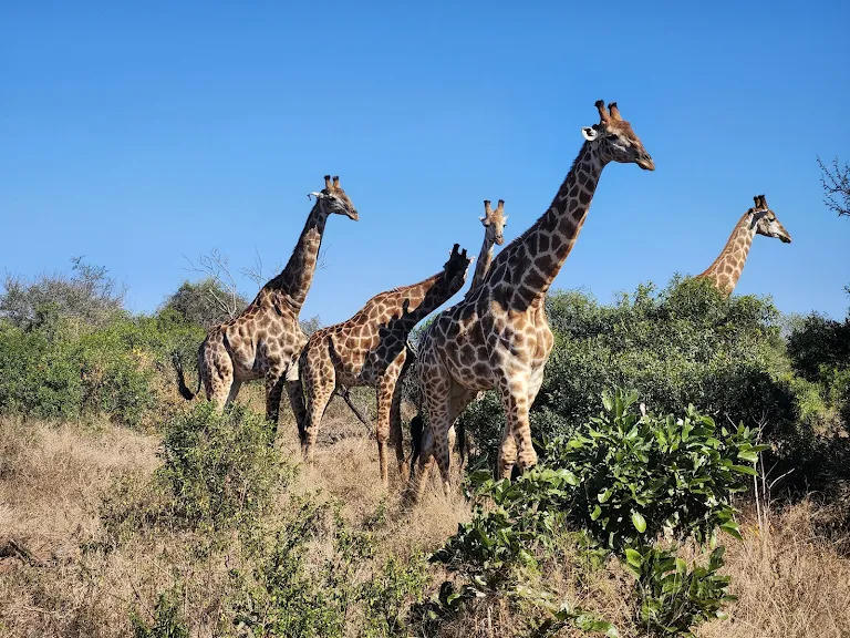 Mojaero Tours