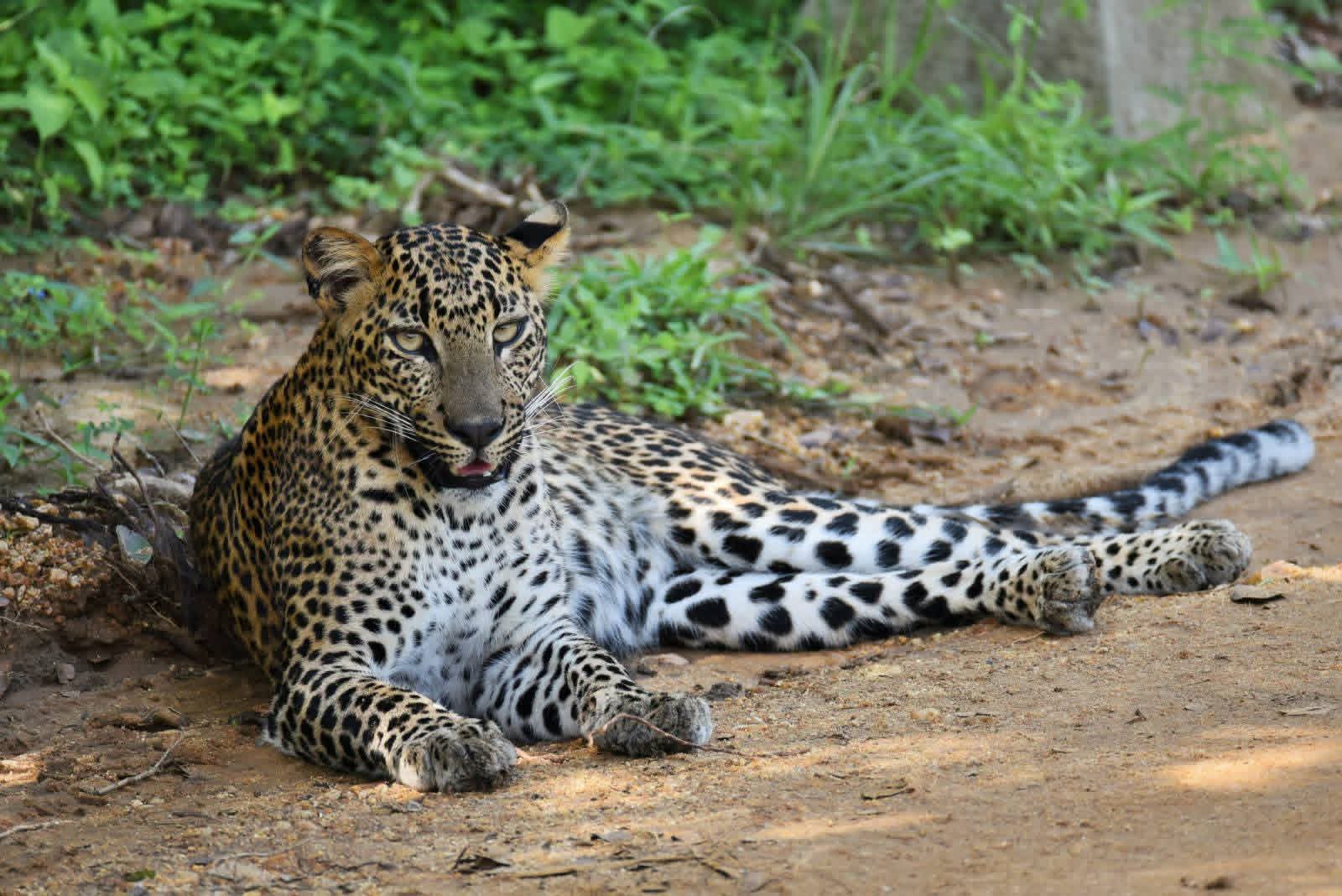 Yala Nature Safari