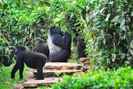 Gagan Tours Uganda
