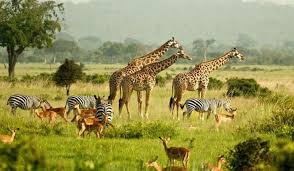 Gagan Tours Uganda