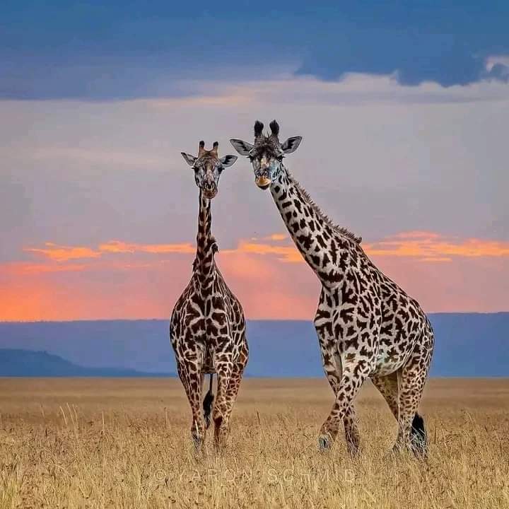Jazz Africa Adventures