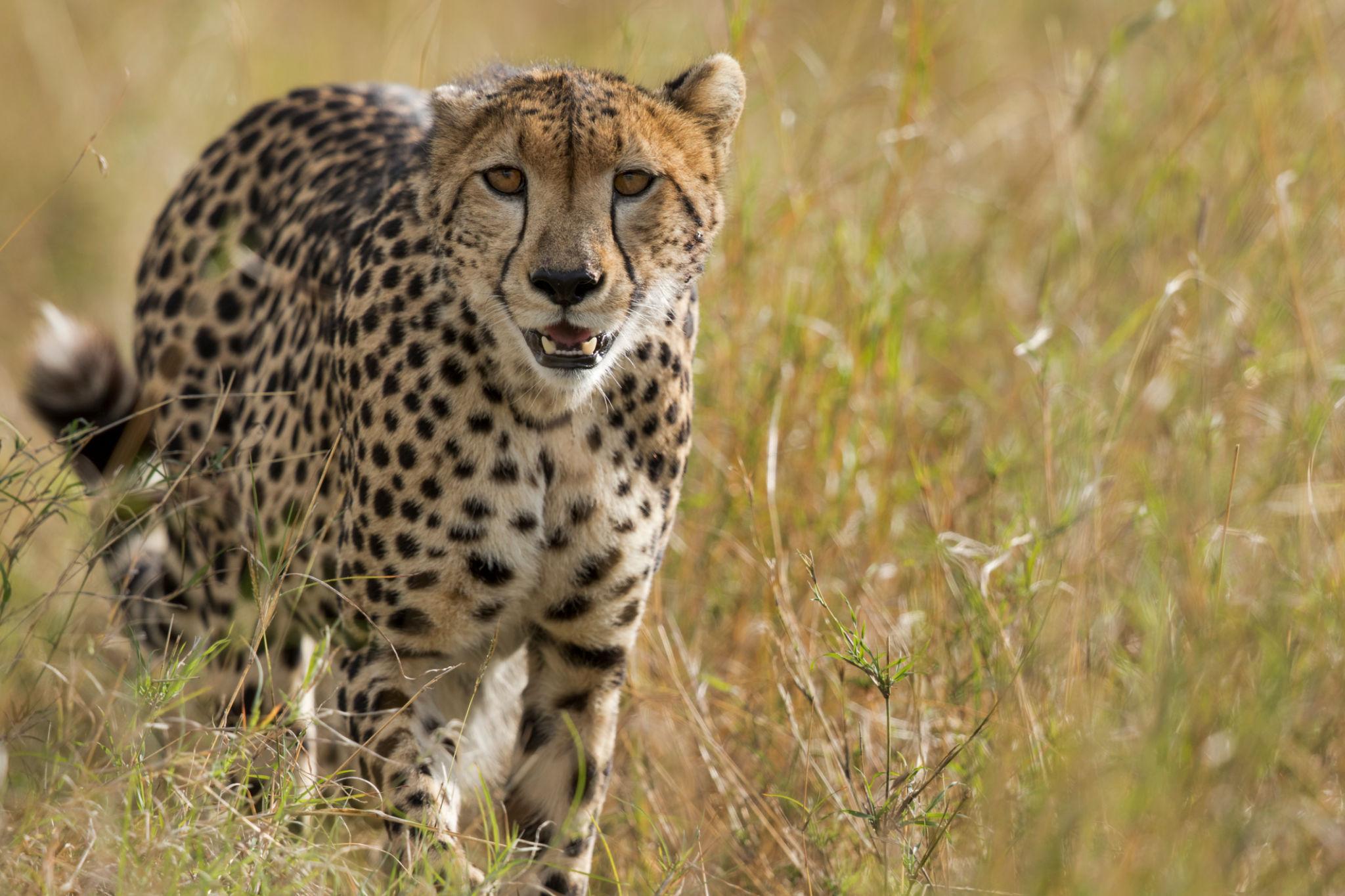 Berngo Safaris, LLC