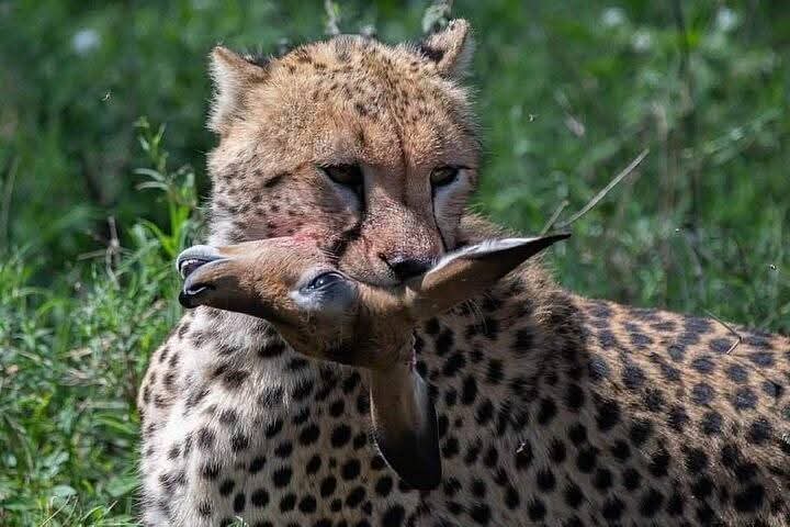Golden Lion Safaris Ltd