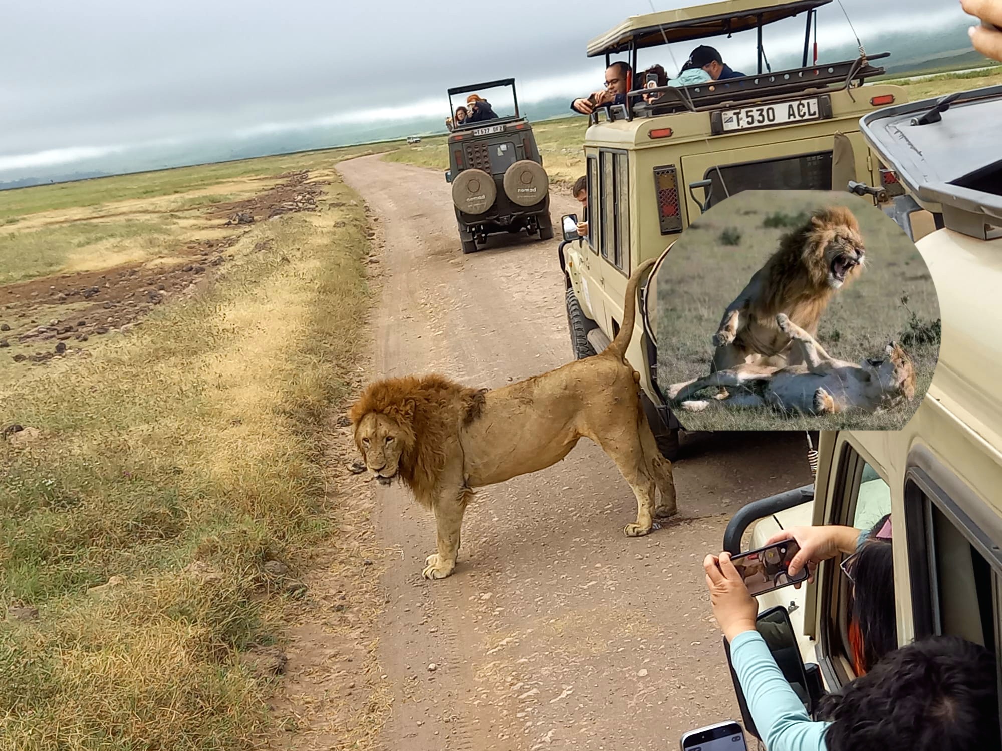Golden Lion Safaris Ltd