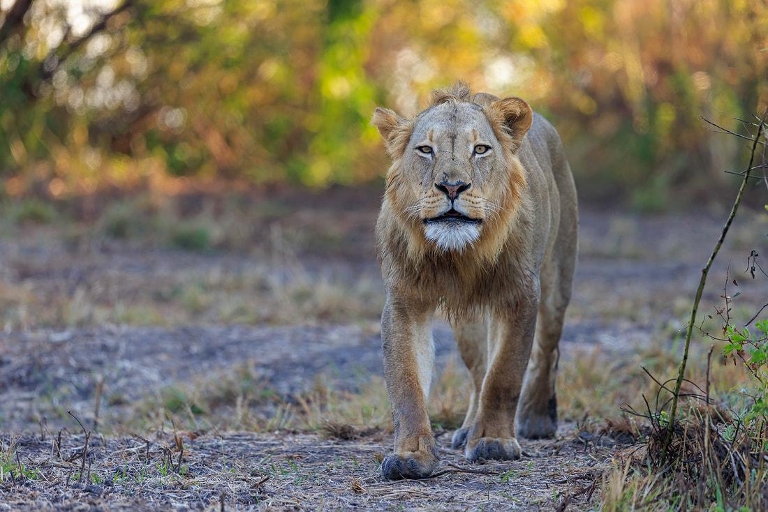 Berngo Safaris, LLC