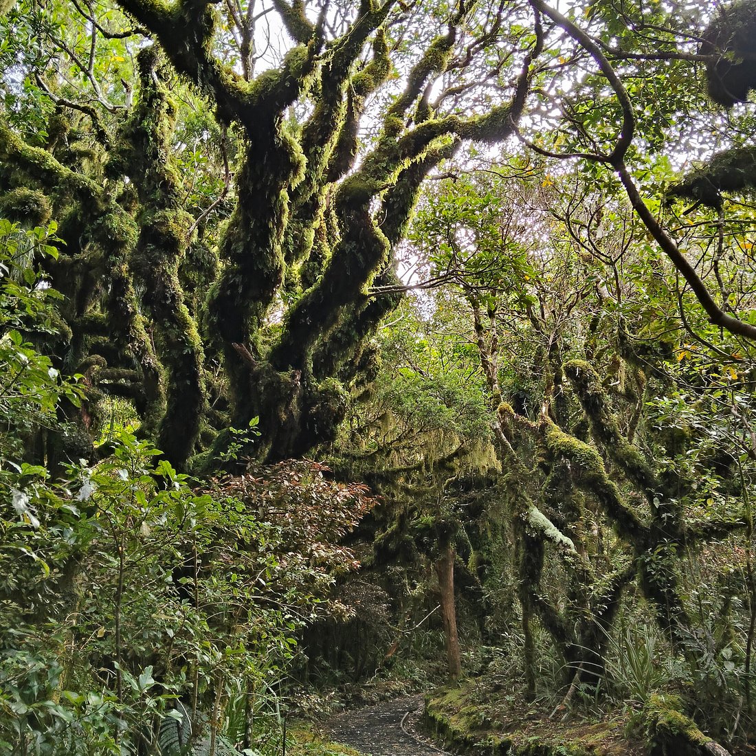 pic