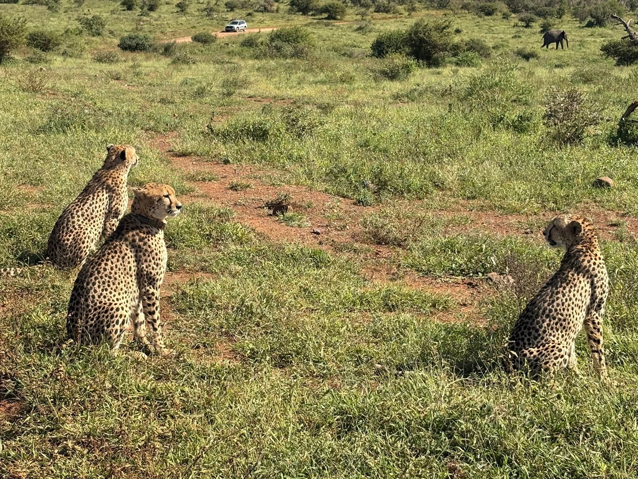 pic