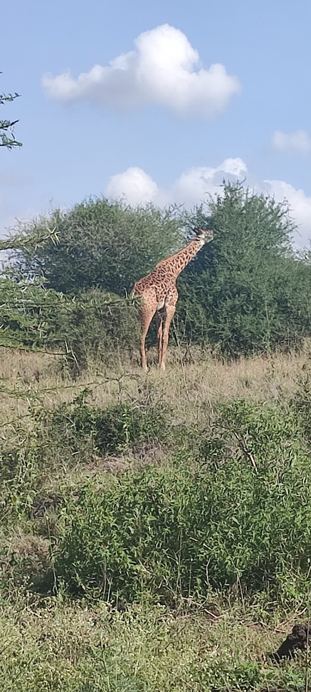 pic