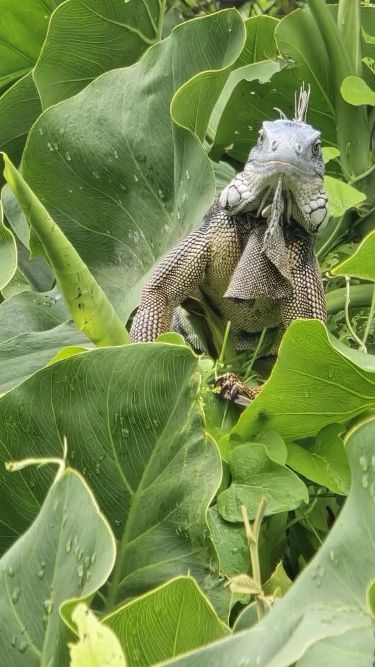 pic