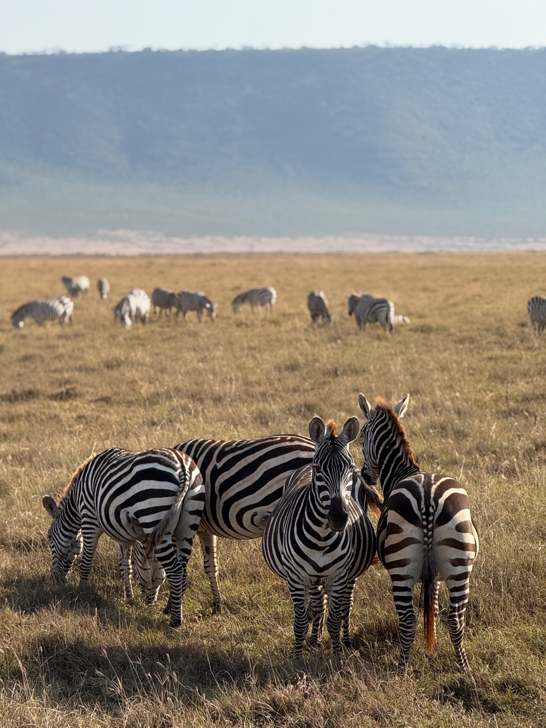 pic