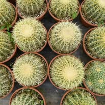 pic