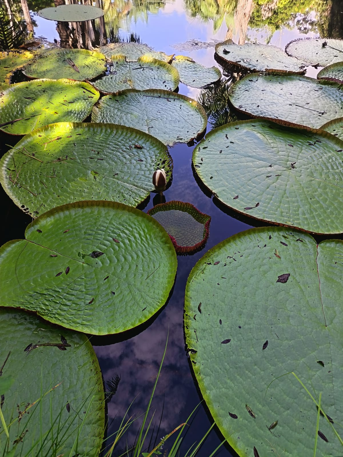 pic