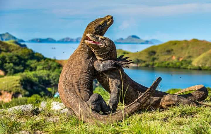 pic