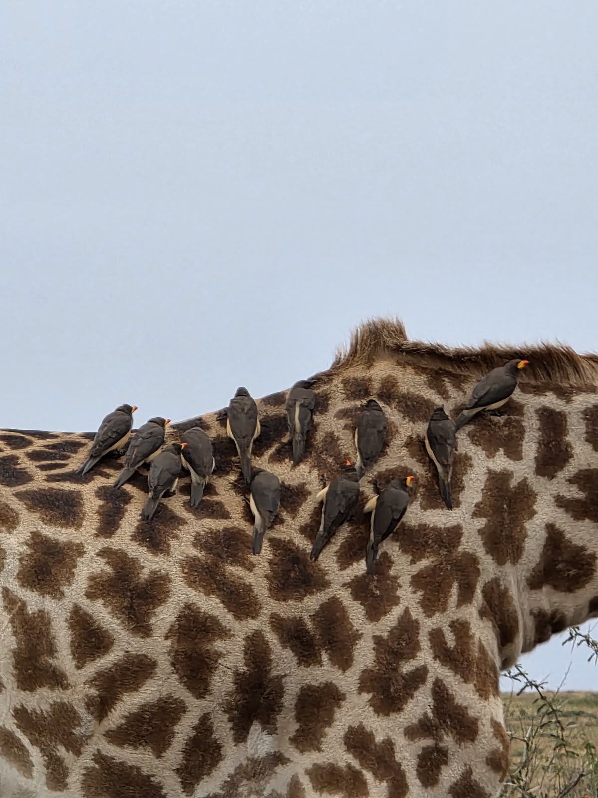 pic