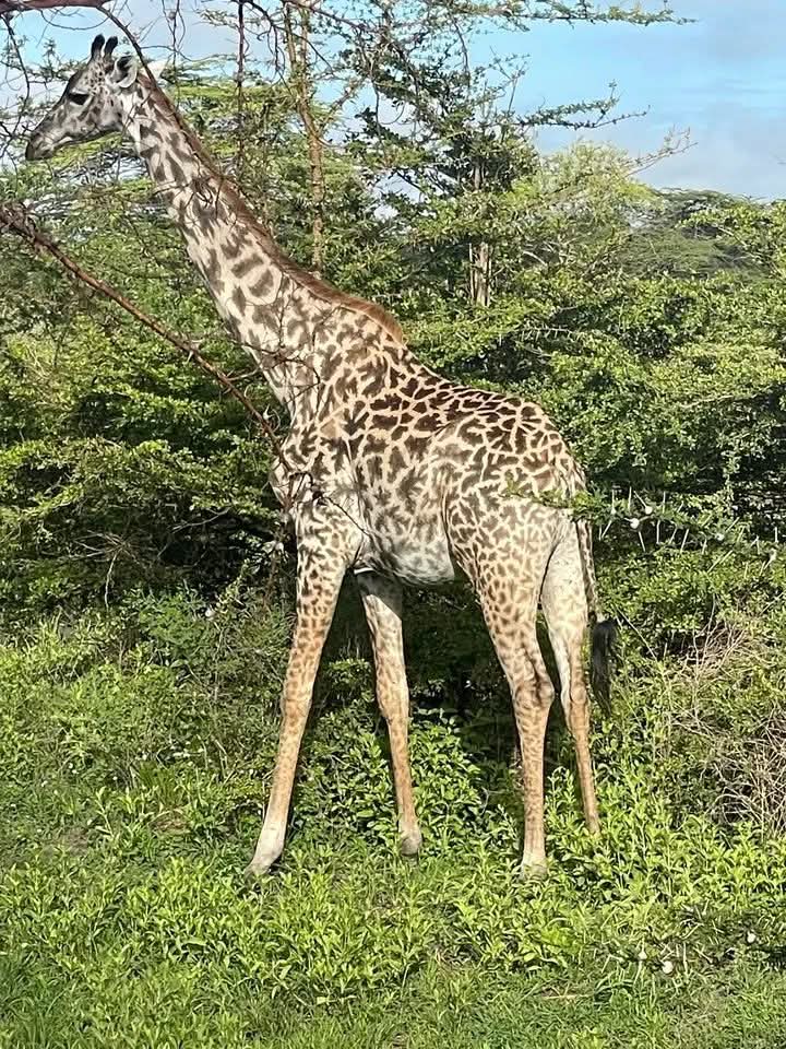 pic
