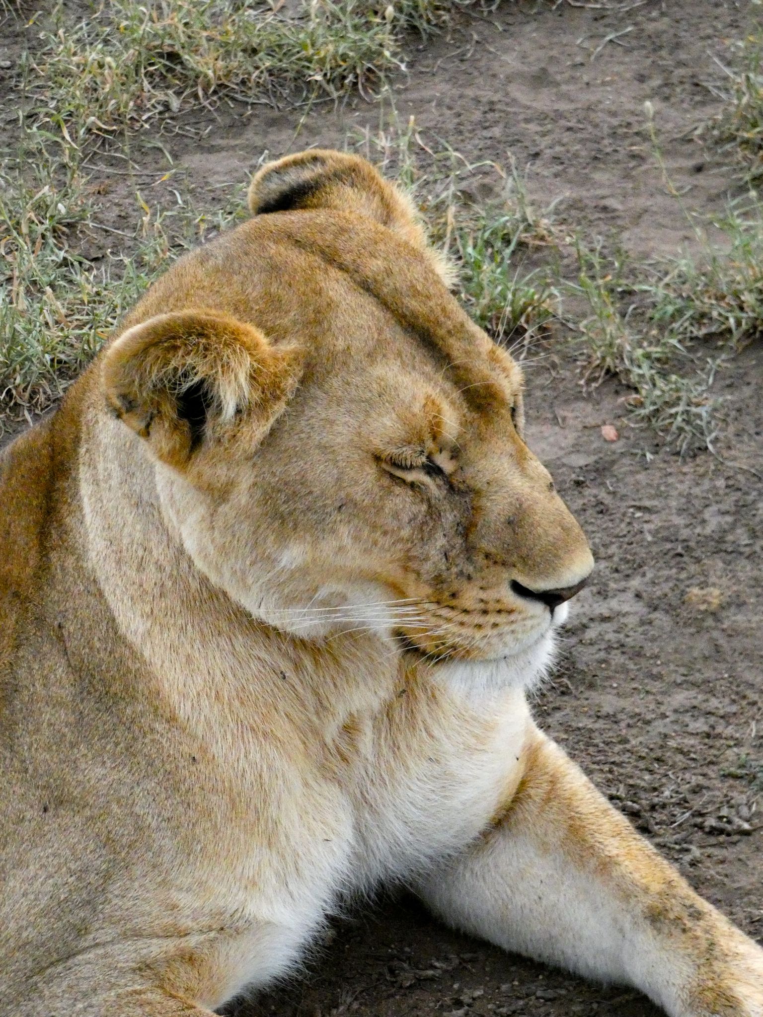 pic