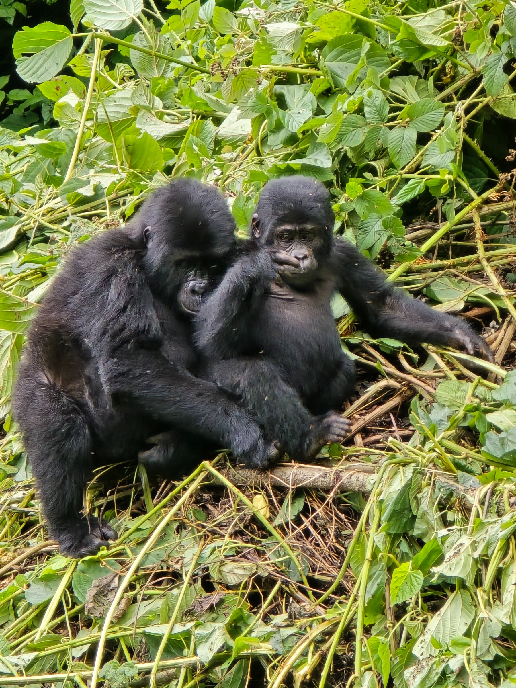 pic