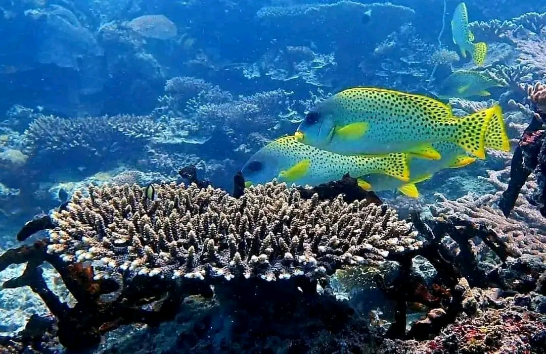 pic