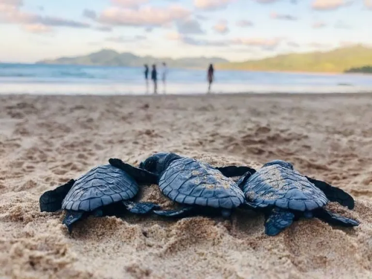pic