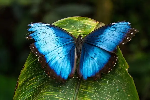 pic