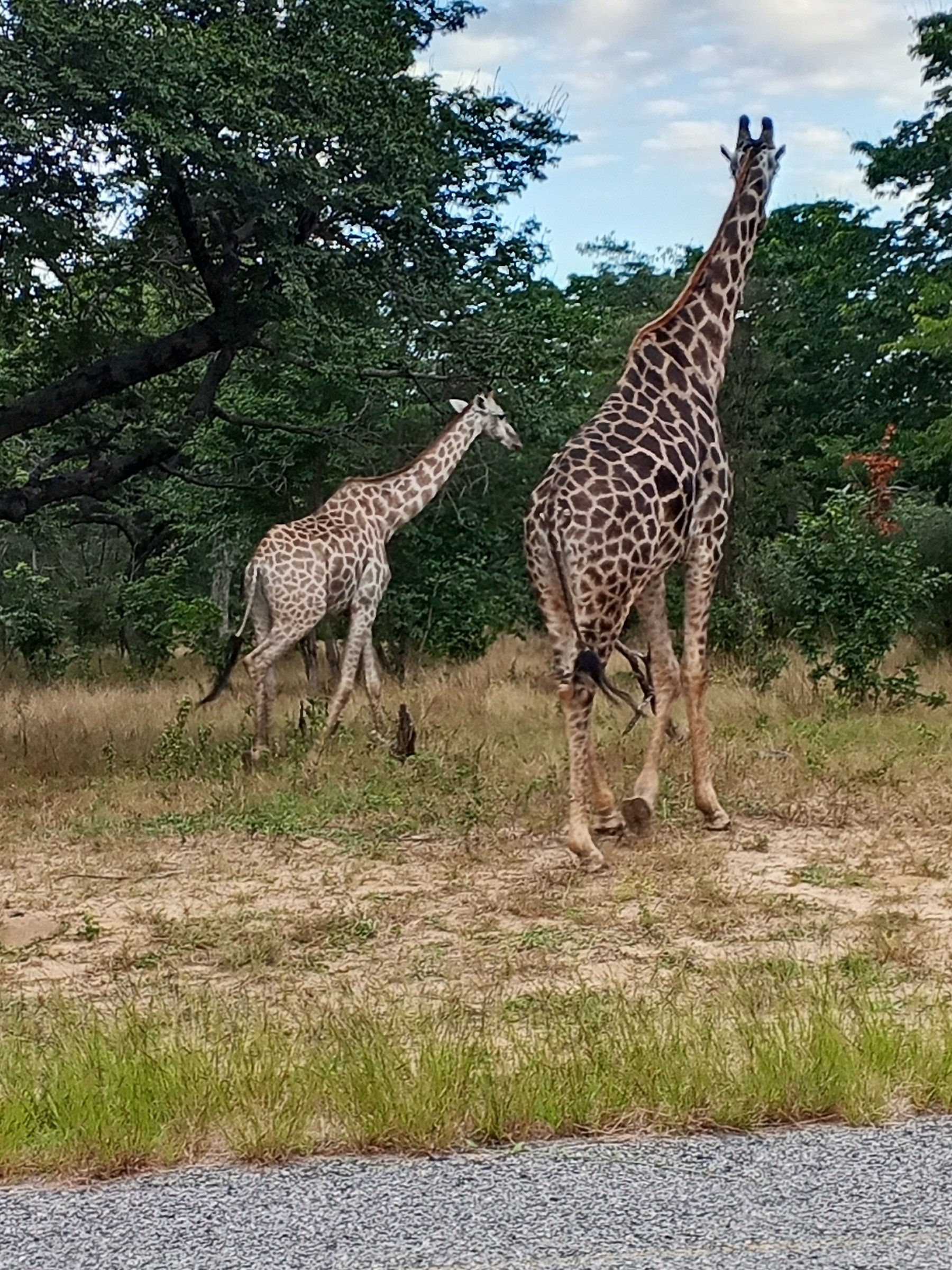 pic