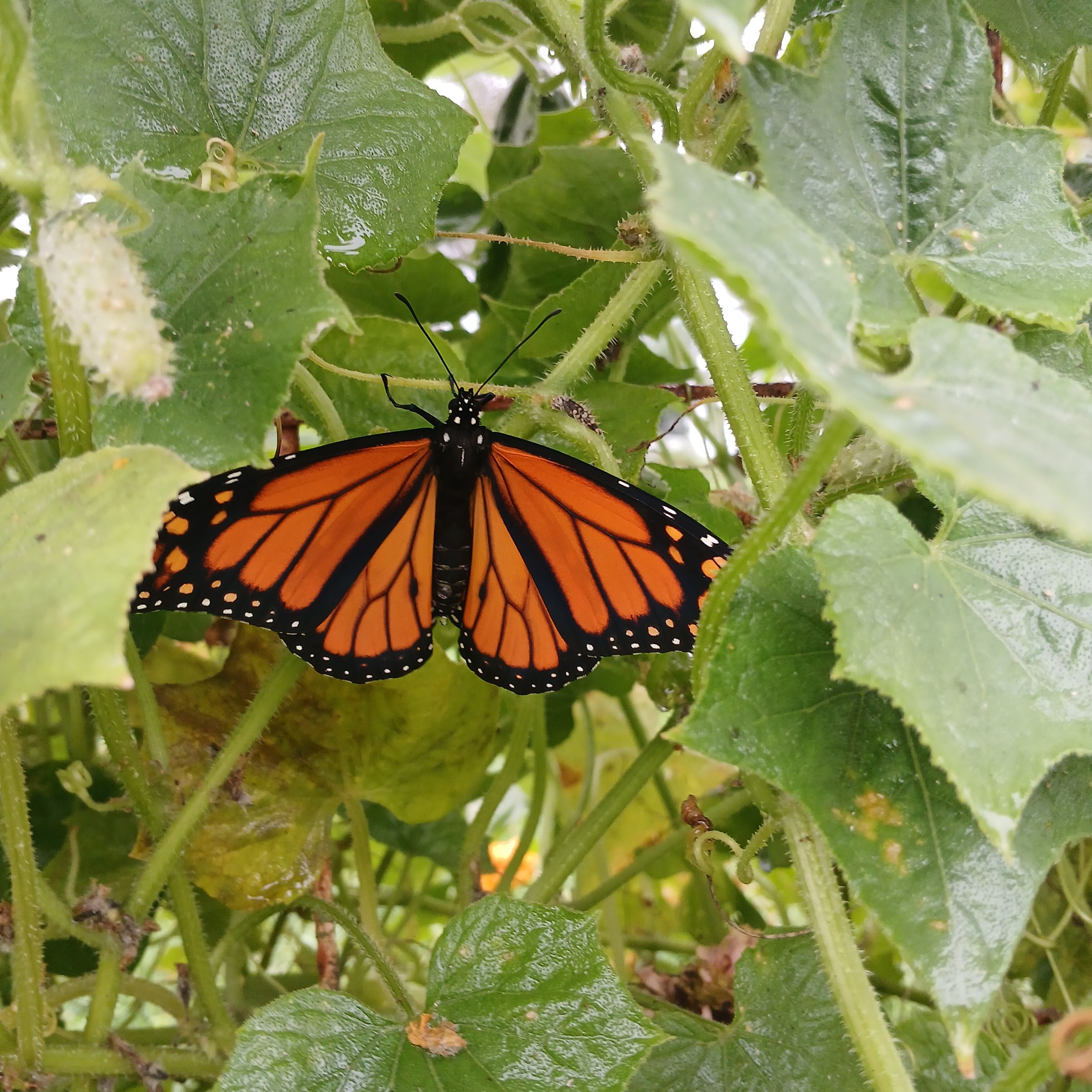 pic