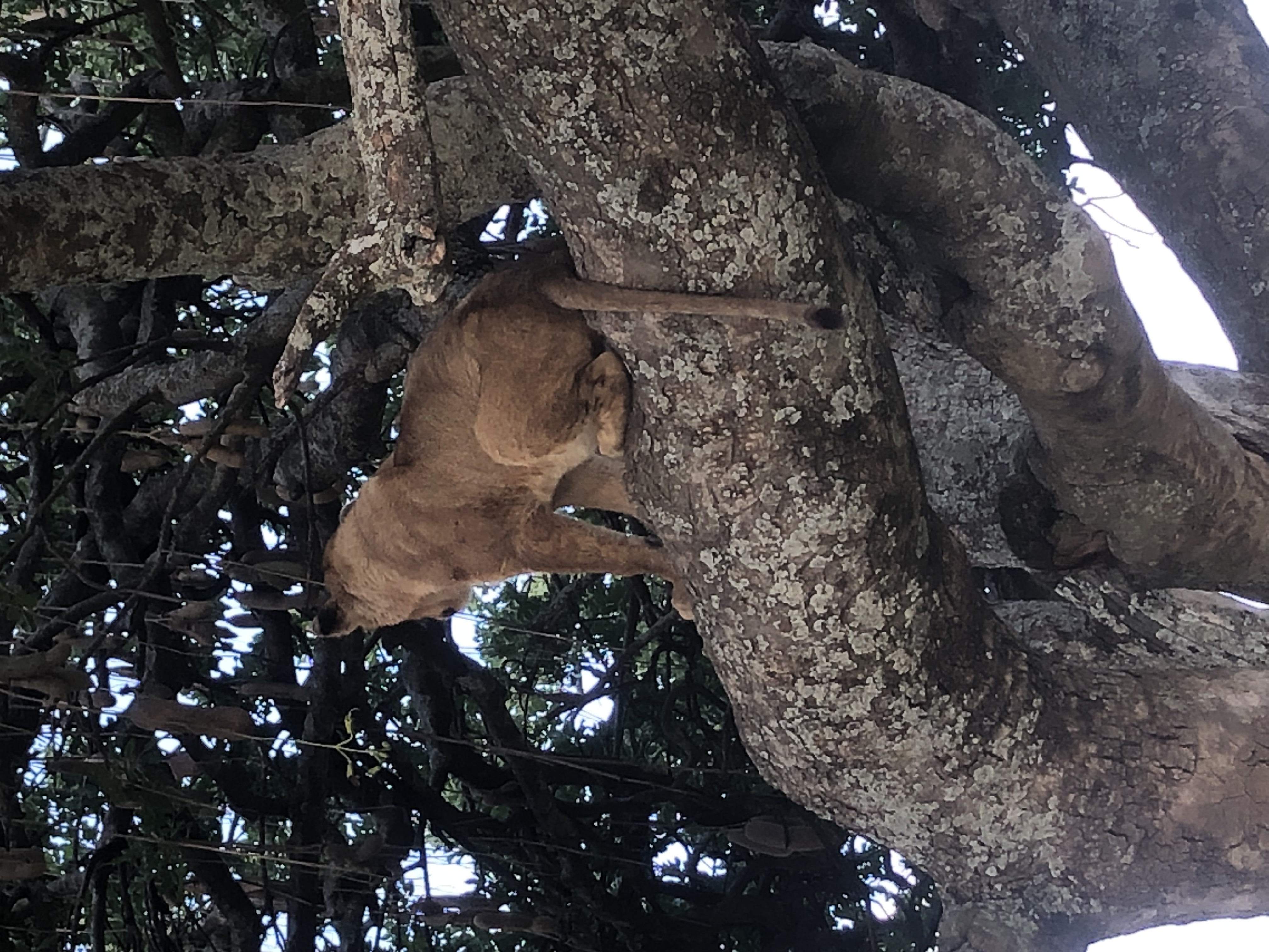 pic