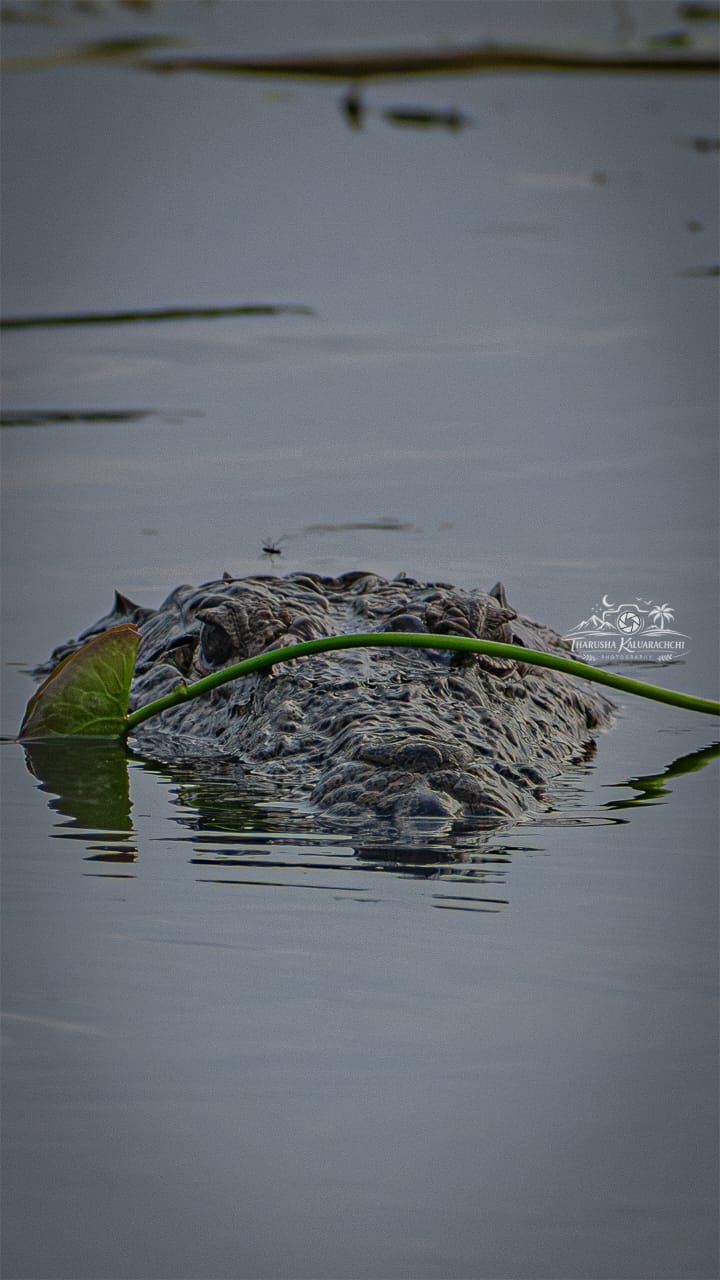 pic