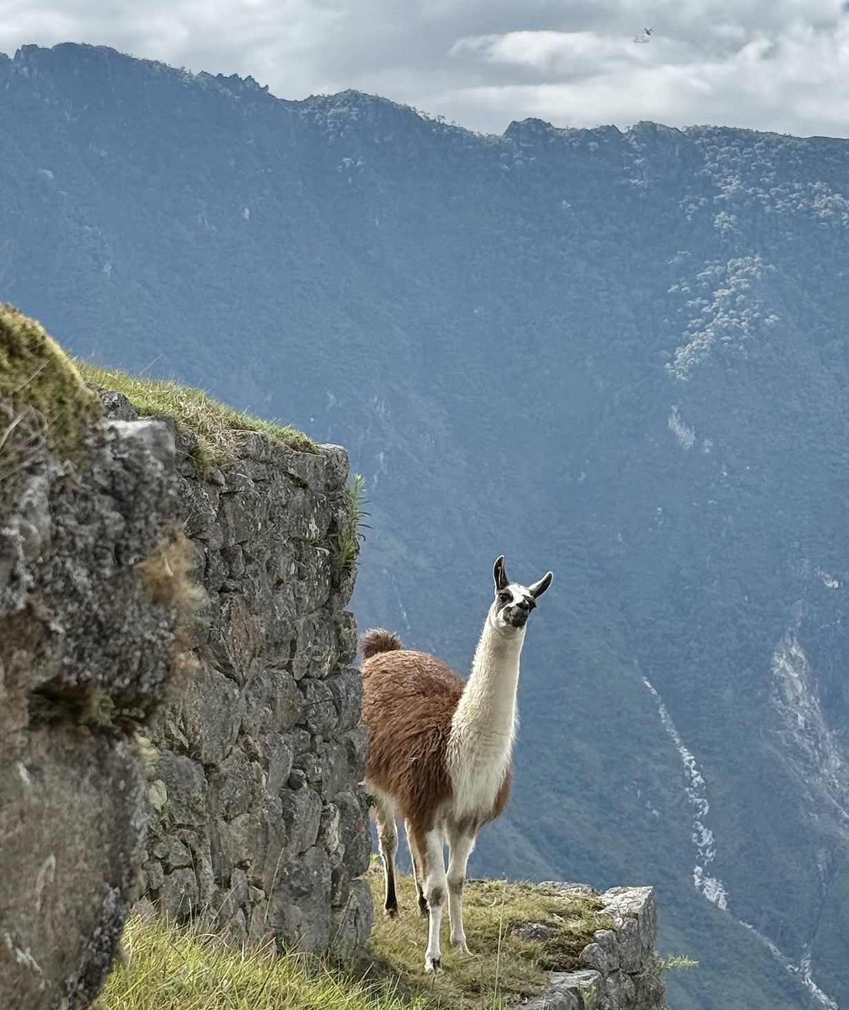 pic