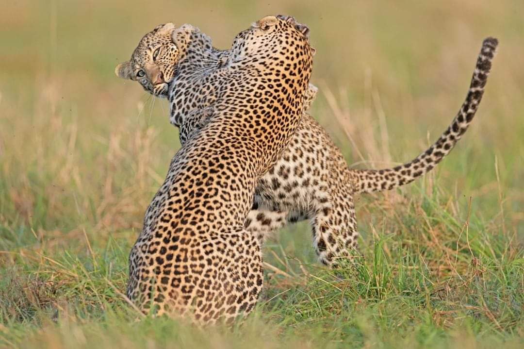 pic