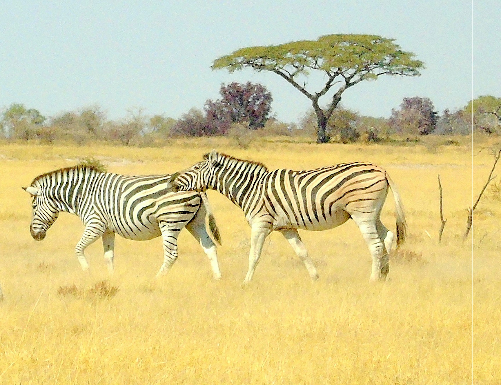 Sense of Nature