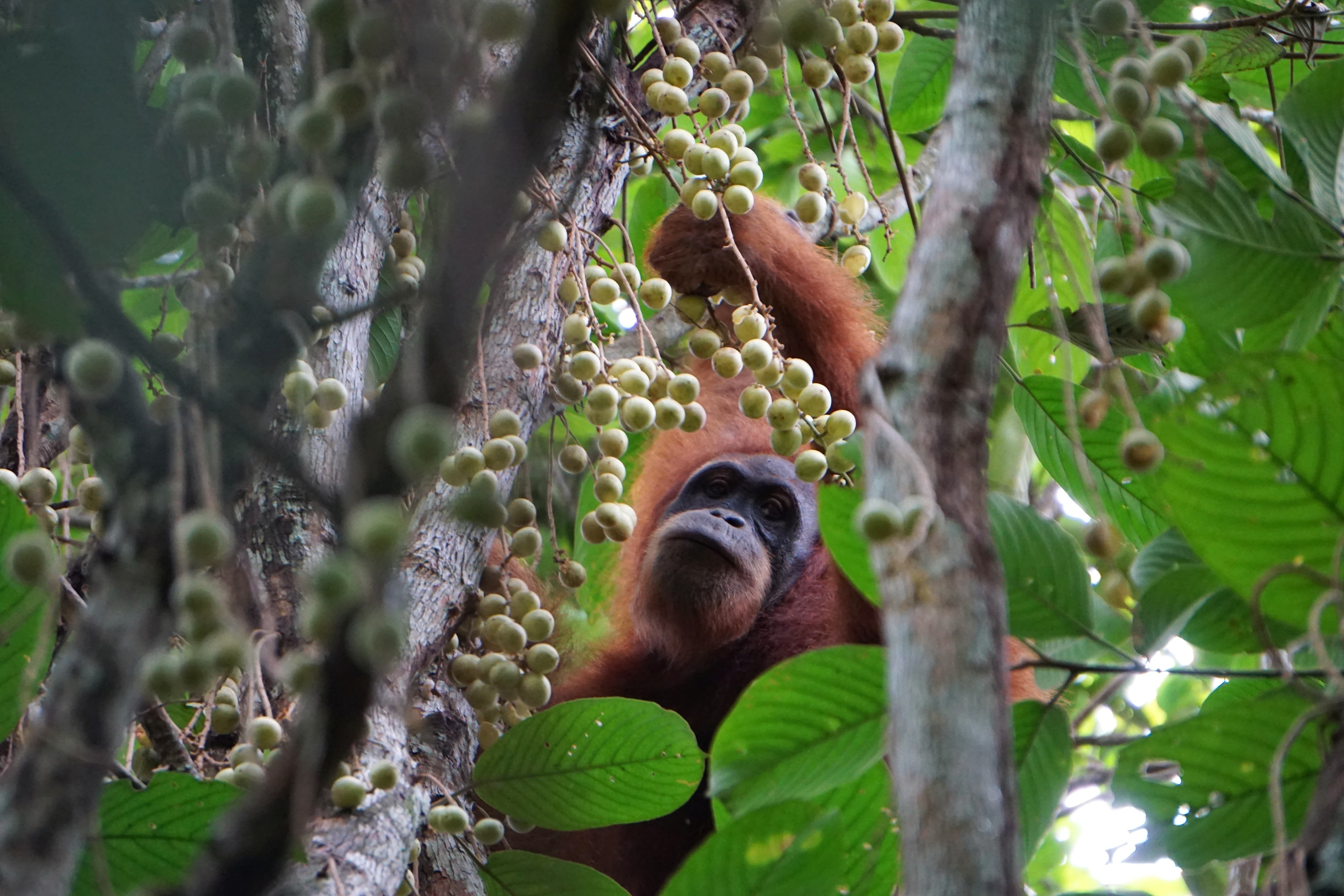 Orangutanbukitlawang