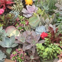 Florida Cactus Inc.
