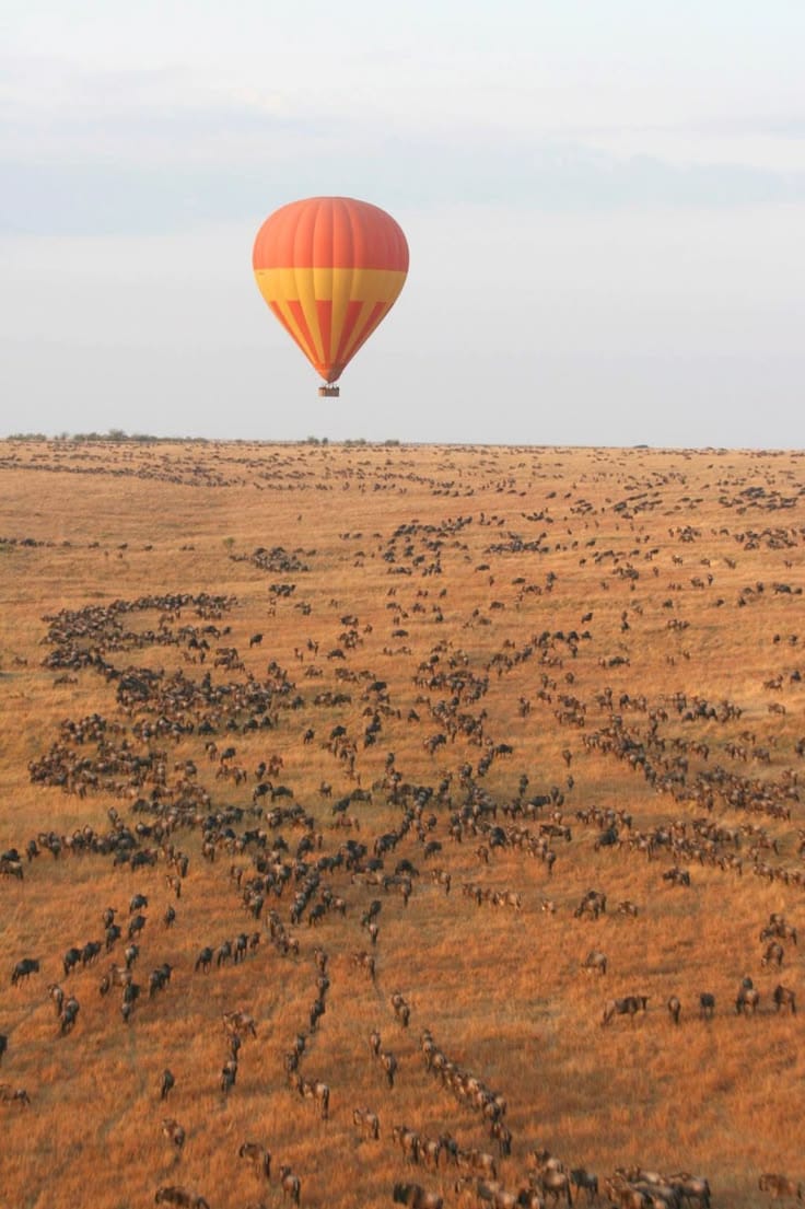 WILDBEEST MIGRATION