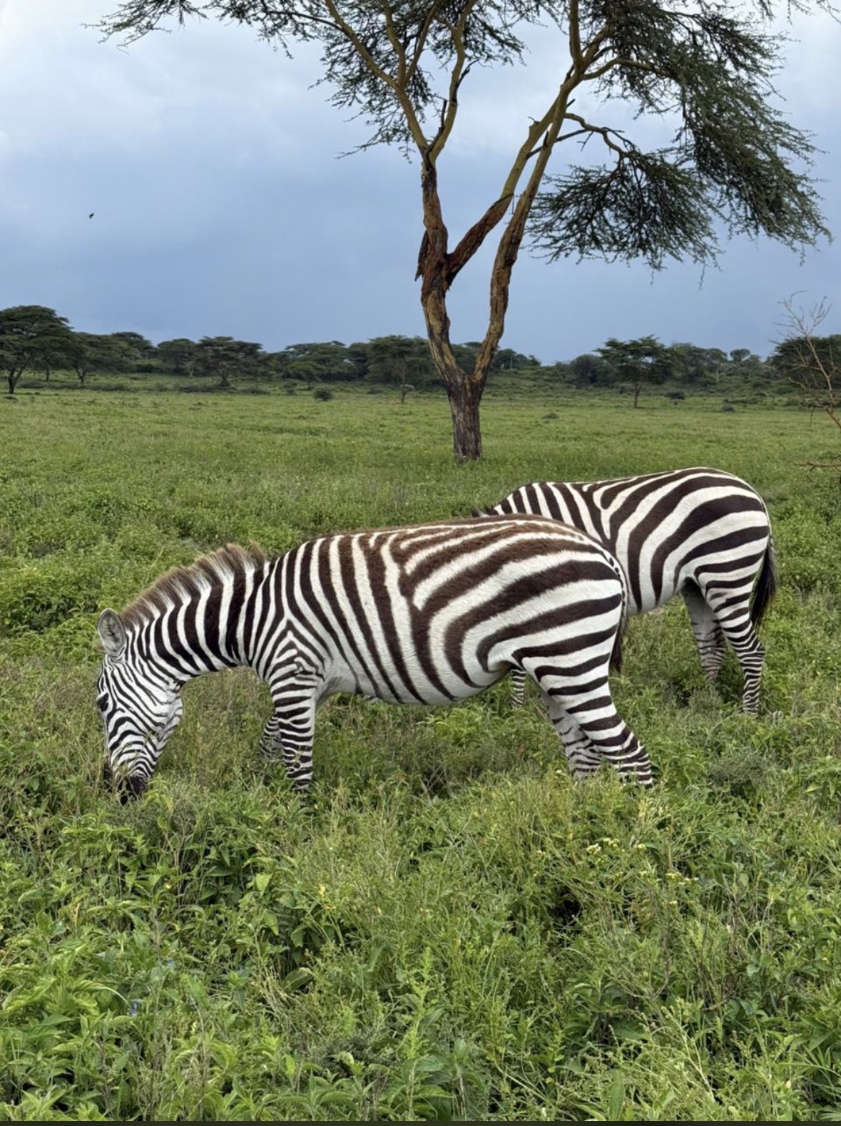 Nairobi national park half day with pick up