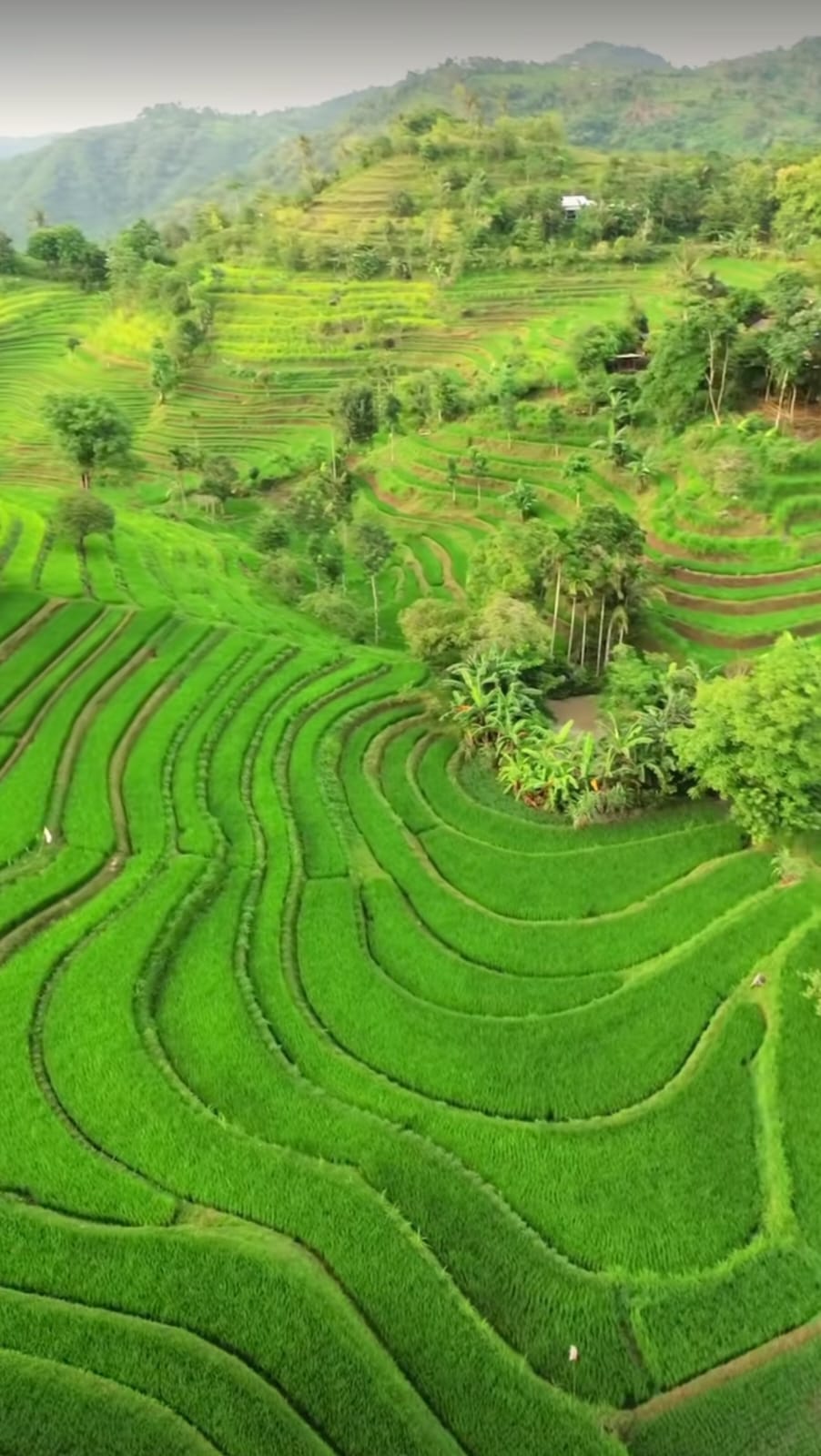 Mereje rice terrace