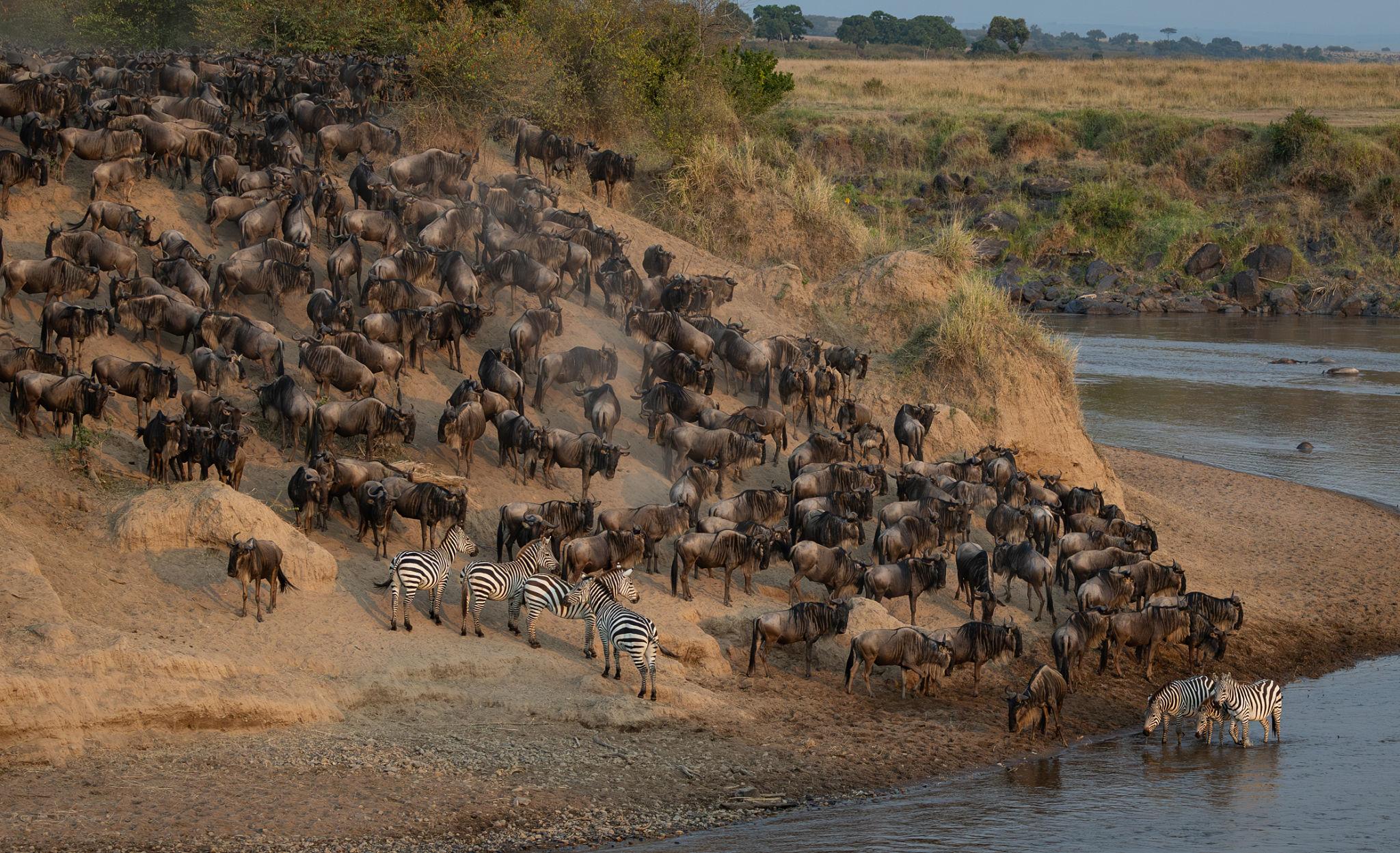7-Day Best Tanzania Northern Circuit Classic Luxury Adventure