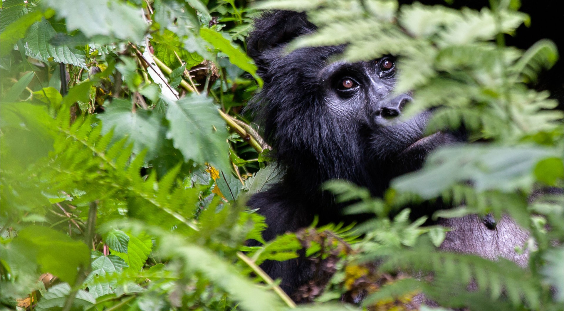 Gorilla trekking